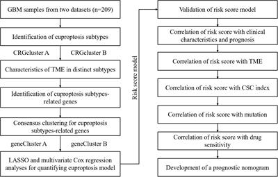 Construction and validation of a cuproptosis-related prognostic model for glioblastoma